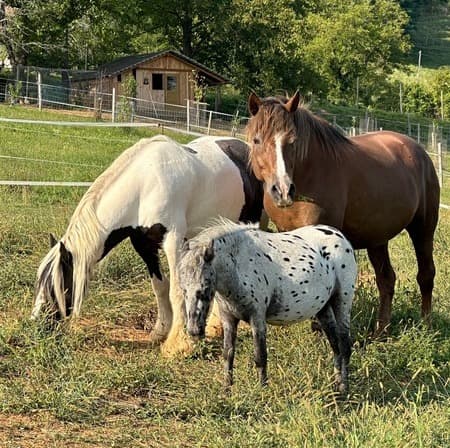 Analogni dan na posesti – doživetje brez zaslonov, polno pristnih stikov