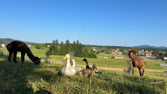 Analogni dan na posesti – doživetje brez zaslonov, polno pristnih stikov