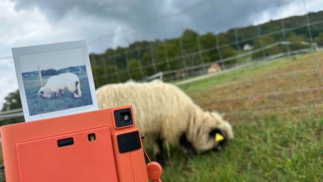 Analogni dan na posesti