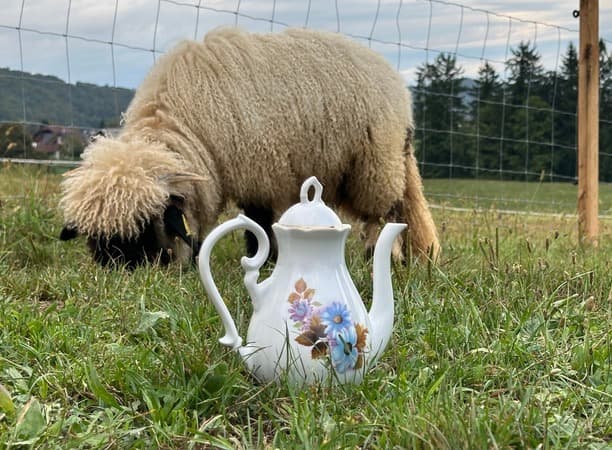 Ovčkina diseca dogodivscina